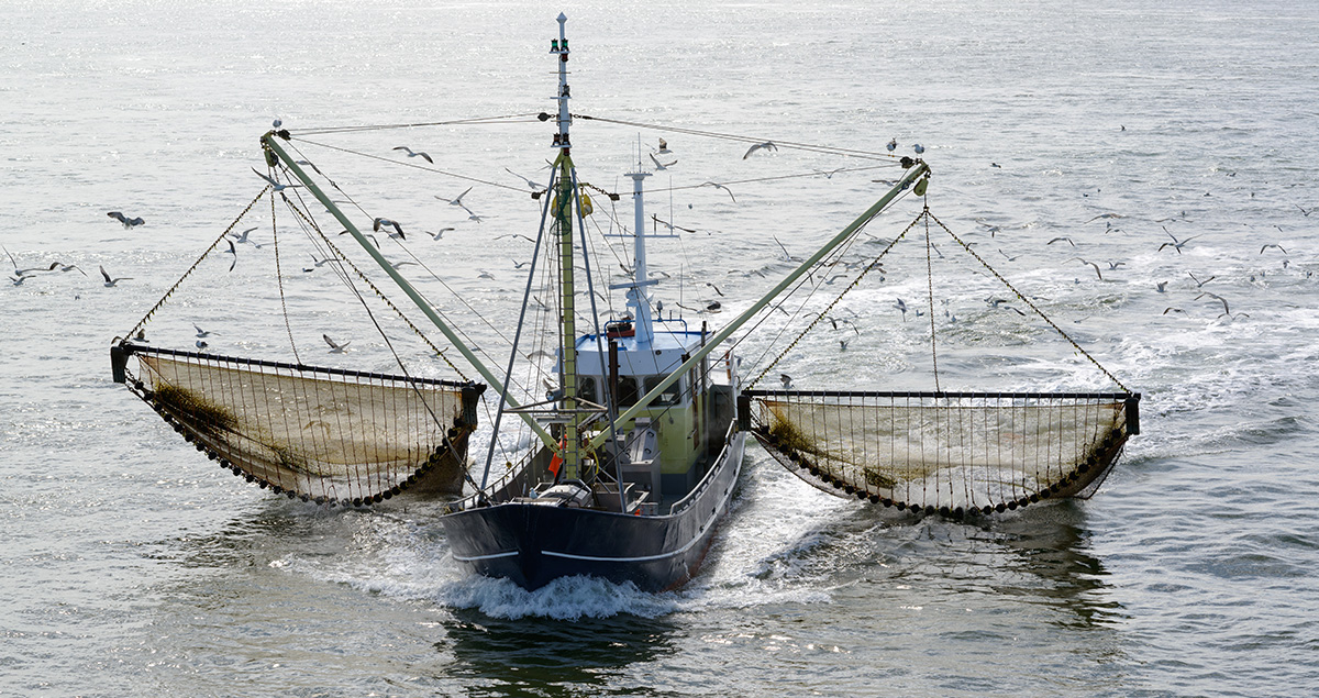 Pulse fishing uses electricity to stun fish.