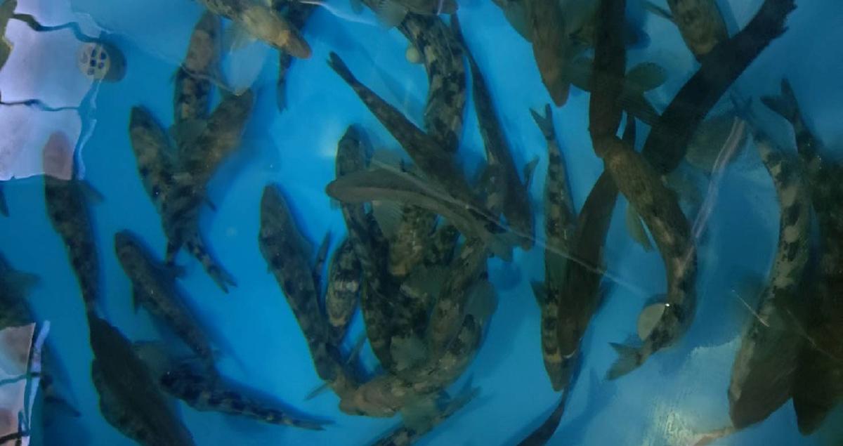 From data center to fish tank: How to turn waste heat into local ...