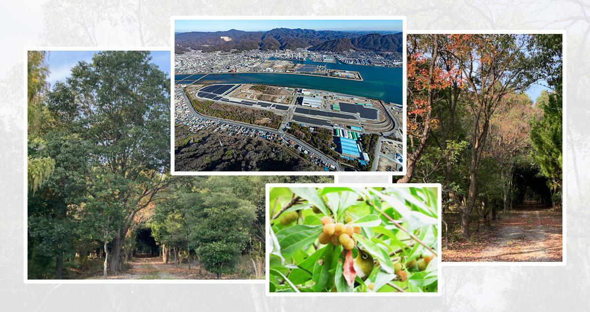 A walk through Wadaoki Forest